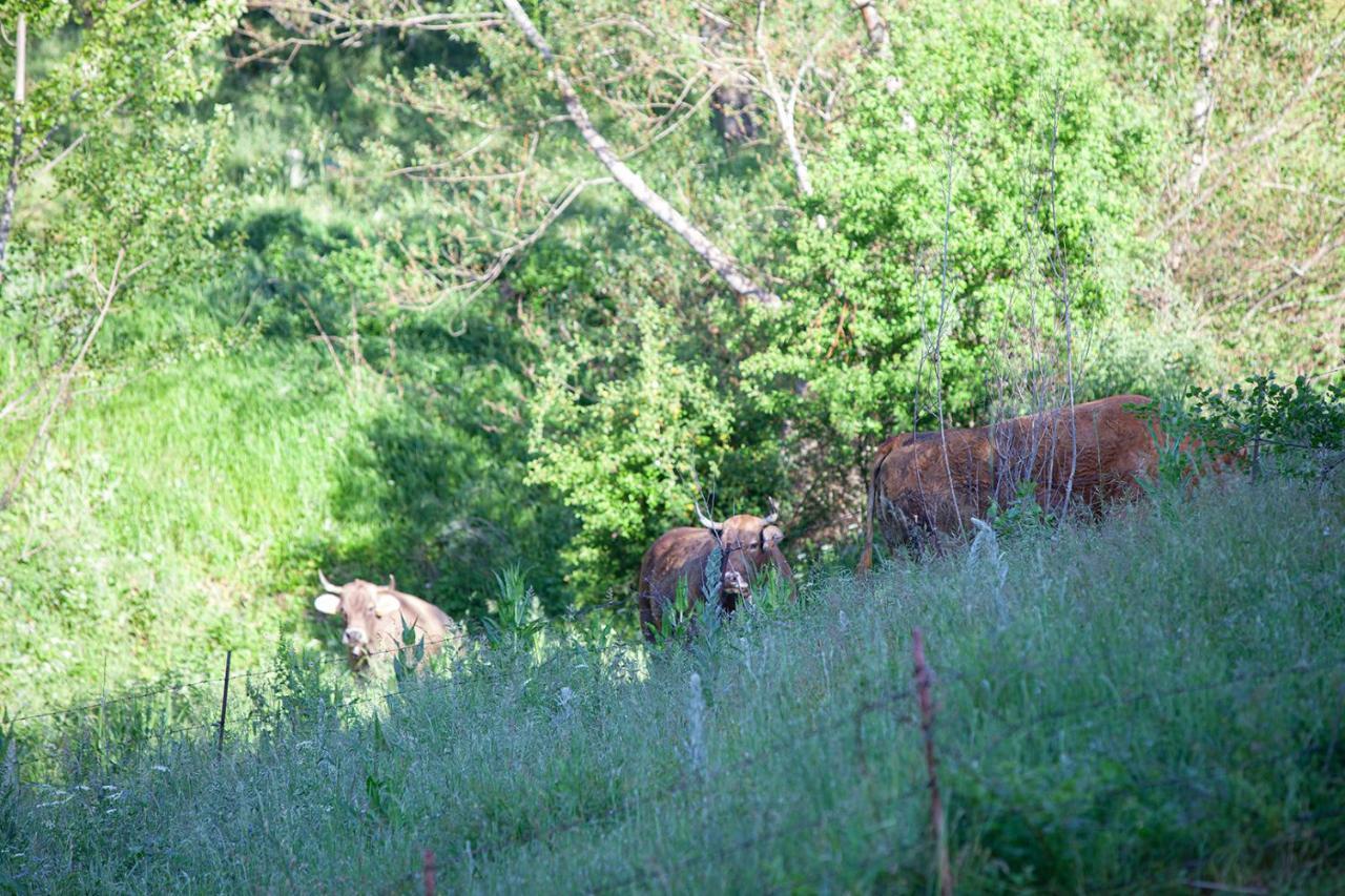 Casa Rural La Majada De Penacorada Fuentes de Penacorada Bagian luar foto